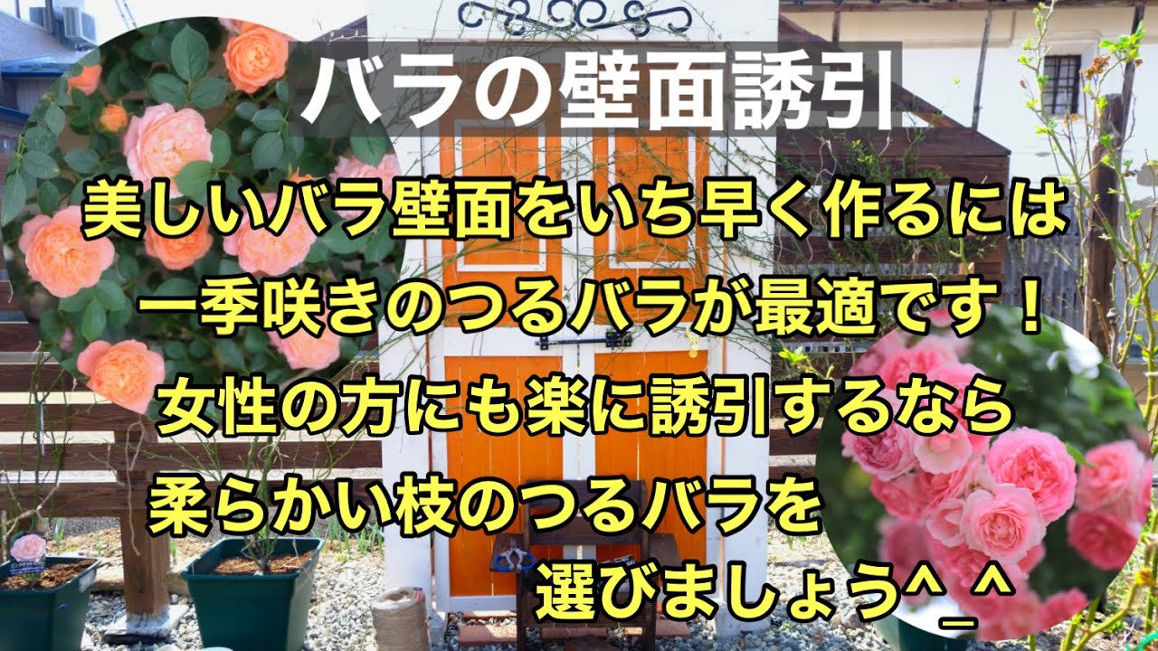 つるバラ誘引と誘引の仕方 決め手は頂芽優勢 お薦めは枝の柔らかい一季咲きのつるバラ Youtube