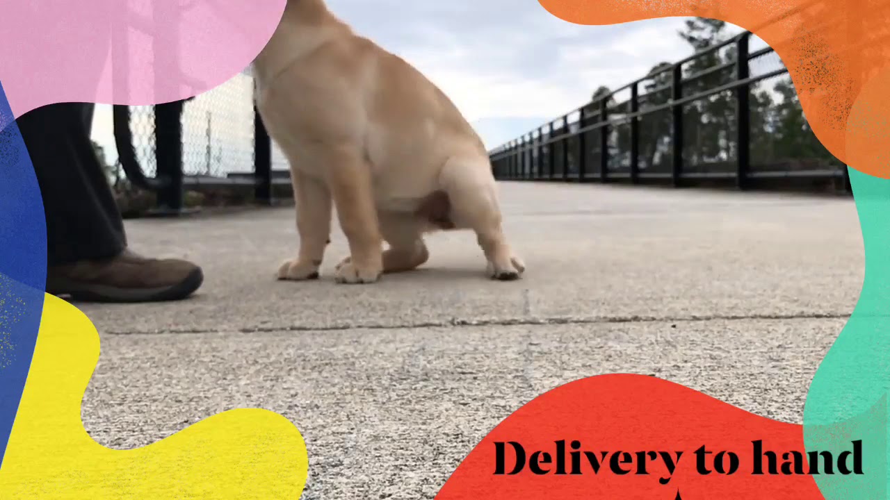 Puppy school service basics YouTube