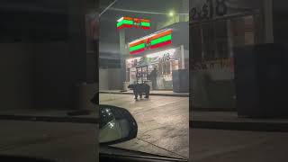 Nonchalant Bear Roaming the Streets