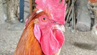 Relaxing 10 Minutes of Rain and Chicken Sounds ASMR - Farm Animal Videos to Calm Down