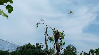 cara mudah pikat prenjak klik klik||||tanpa nunggu lama langsung poin