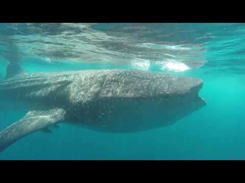 Video: Het Woord Over Zwemmen Met Walvishaaien - Matador Network