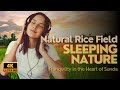 Relaxing nature sounds  natural rice field music meditation sound relaxingmusic