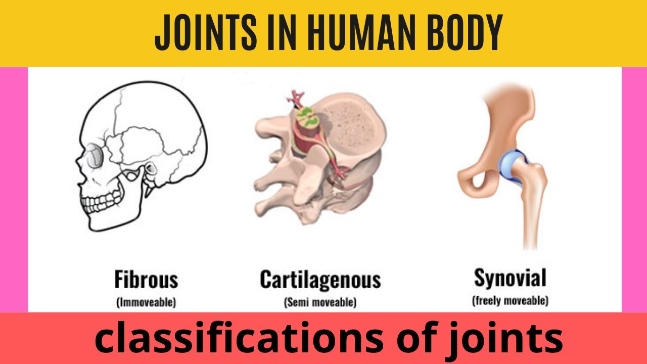 Joints | 3 Types of Joints | Joints Of Body | Joints In Human skeleton  | 6 Types of Synovial Joints