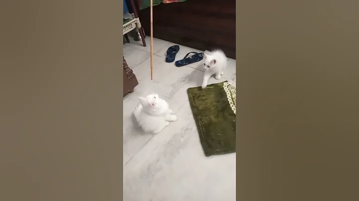 Video 8304431: cat doll face kitten