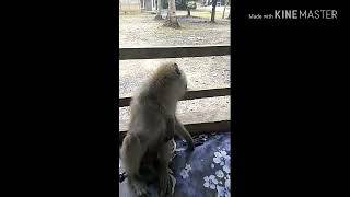 Download Lagu Lucu, monyet lagi galau, bikin ngakak MP3