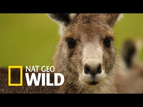 Wideo: Najlepsze Zajęcia Na świeżym Powietrzu Na Australijskiej Wyspie Kangur