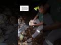 Tempurung kelapa dimanfaatkan untuk arang briket #coconut #kelapa