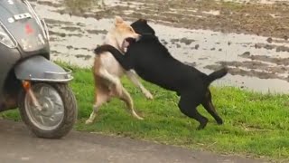 Rottweiler vs indian street dog  how to stop instant fierce fight between Desi dog Warning!