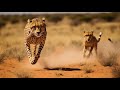 Cheetah mother kills a baby zebra in the Kalahari