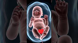 3D Baby Movement in Mother’s Womb | Realistic Fetal Animation | #Pregnancy #Ultrasound #shorts