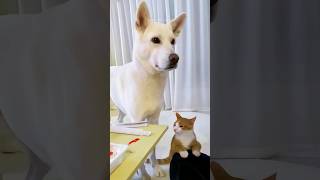 Funny Cats 😂 Episode 161 #Shorts