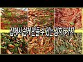 집에서 쉽게 만드는 김치 6가지/무생채,파김치,고구마순김치,오이고추김치,미나리김치,상추김치/ Making Kimchi