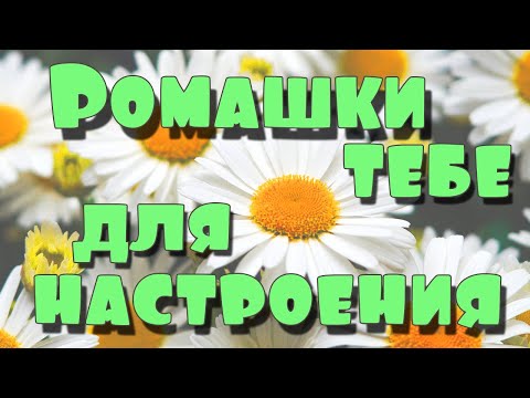 Приветик моим друзьям! Я ДАРЮ ТЕБЕ РОМАШКИ! Позитив