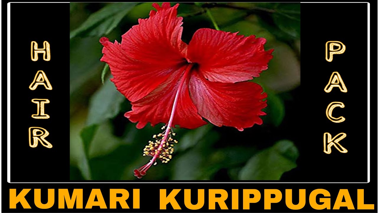 HIBISCUS HAIR PACK (HAIR STRENGTHENING PACK) haircare hairpack diy blackhair healthyhair