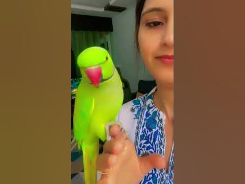 Parrot sound - YouTube