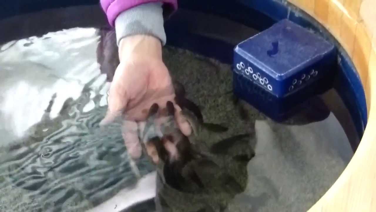 角質を食べる魚 ガラ ルファ なかがわ水遊園garra Rufa Youtube