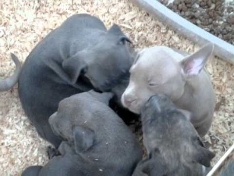 Bruno X Chanel Pups 6.5 weeks - HIGH CALIBER BULLIES