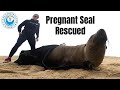 Pregnant seal rescued