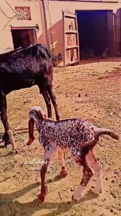 new baby born knsi nasal Hy bato friends