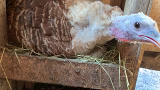 Broody Sweetgr Turkey Hen Hissing At Me From A Year Or Two Ago