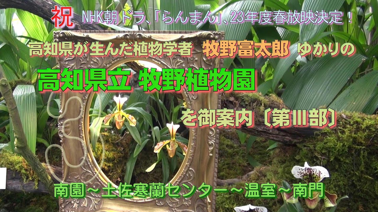 祝、NHK朝ドラ「らんまん」放映決定！ 牧野富太郎ゆかりの高知県立牧野植物園を御案内〔第Ⅲ部〕