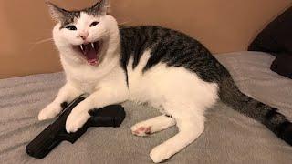 Cats That Cannot Be Trusted (Funny Cat Videos July 2021 #4)