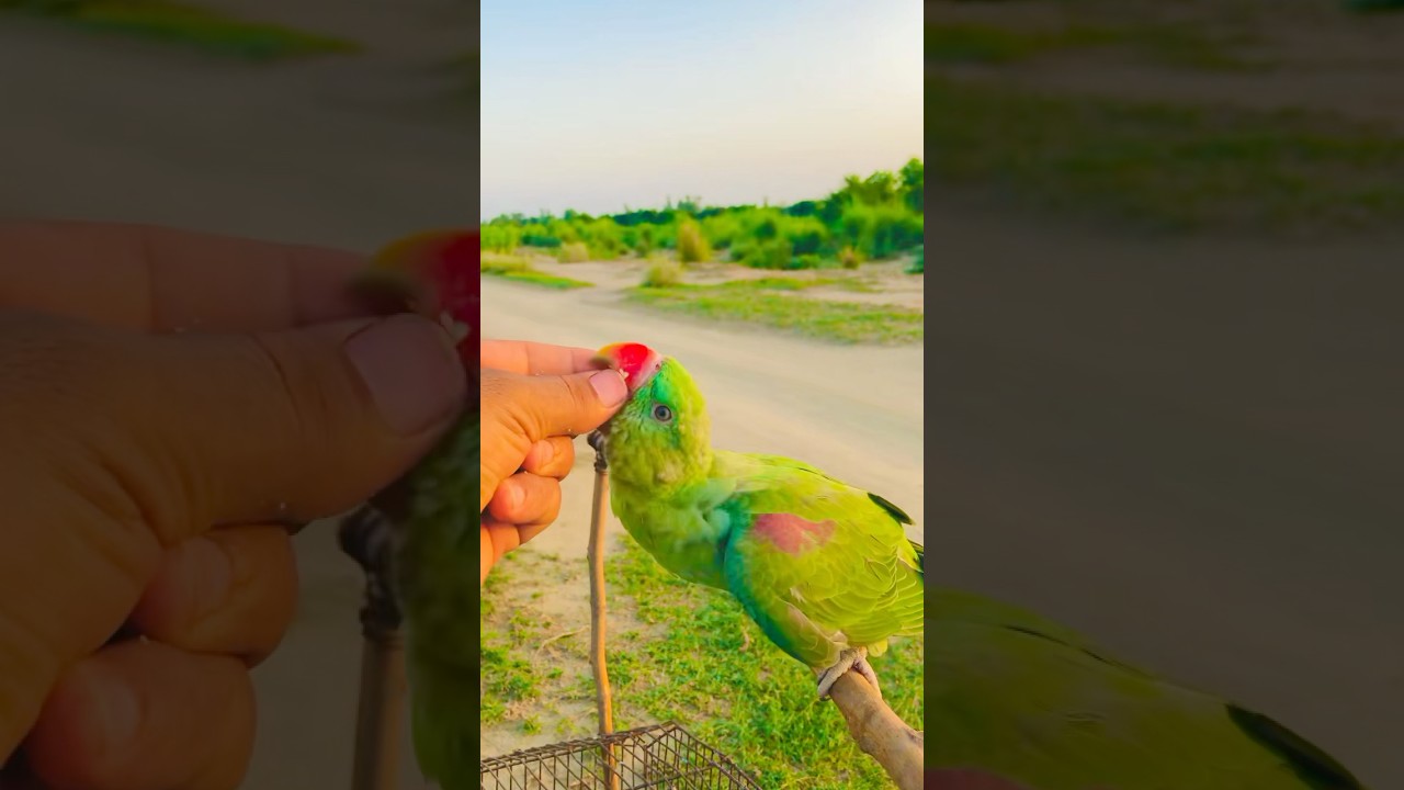 Check your parrot habits and your way of checking