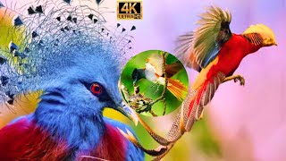 Amazing Largest Birds of The World - Birds of The Tropical Rainforest -Birds_Animals \& Beyond