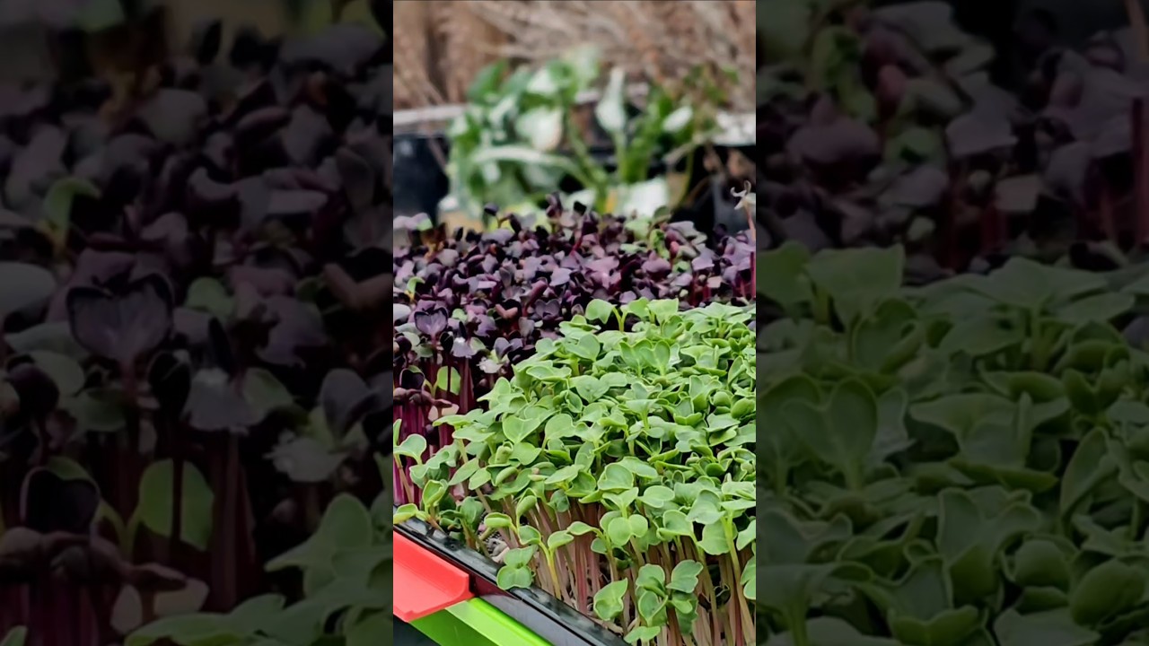 Risked a Tray of Microgreens to Catch A Snowflake #microgreens #snowfall #snowflakes