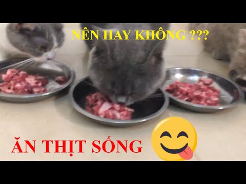 Video: Có Thể Cho Mèo Nhà ăn Thịt Sống Không?