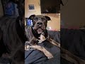 Couldn't have asked for a better partner in crime... #pitbull #dogs #shortvideo #short #thankyou