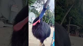 Download Lagu 3 burung terbesar di dunia #amazing #facts #birds #animals MP3