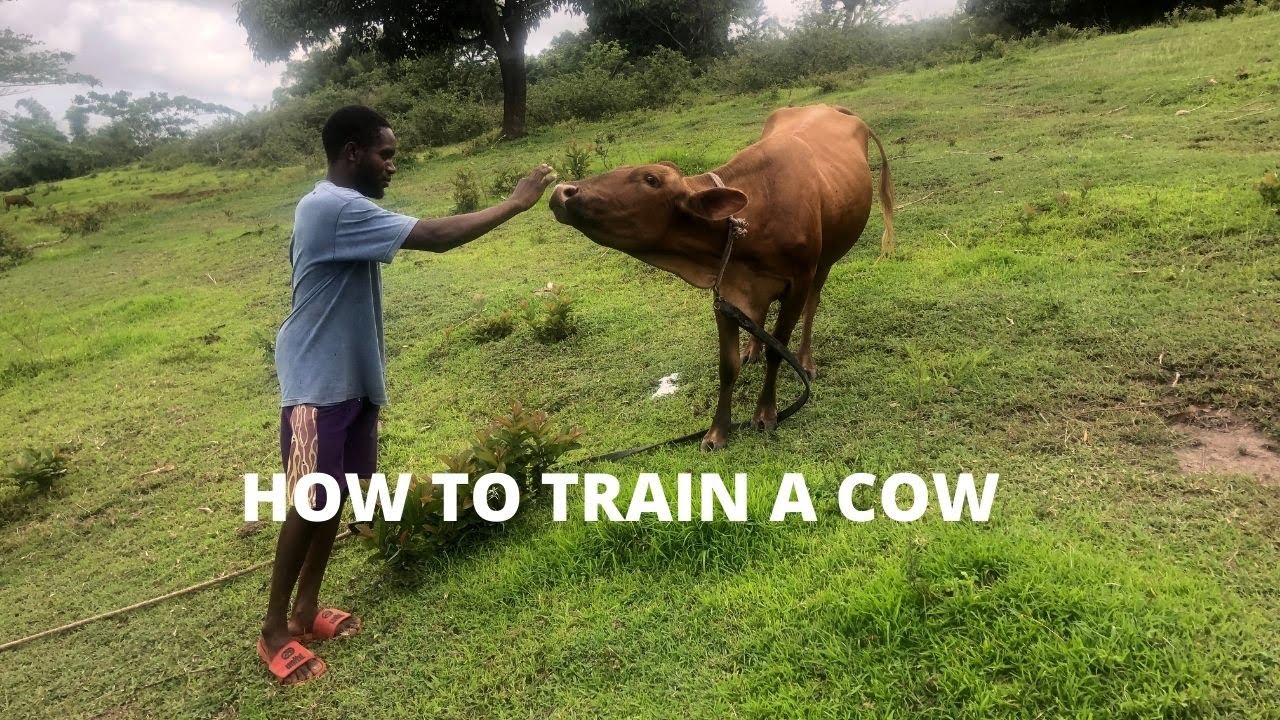 How to train your cow - YouTube
