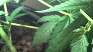 Aquaponic cannabis: Day 36