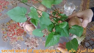 زراعة البطاطا في الماء وطريقه اكثارهاHow to  grow sweet potatoes in the water
