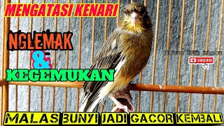 Lengkap❗Cara mengatasi kenari kegemukan/nglemak,simak ciri-ciri dan penyebabnya