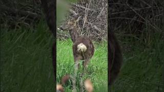 CORZA RECIEN DESENCAMADA | #animales #fauna #wildlife #naturaleza #ciervo  #galicia #monte #corzo