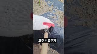 고추밭에 비료주기