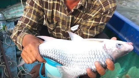 CÂU CÁ CÓC CỤ HƠN 2KG - KHO LẠC, CANH CHUA HAY CHIÊN XÙ ĐÂY ANH EM?