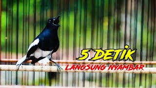 Download Lagu KACER GACOR ON PLAY, PANCINGAN JITU NAIKKAN EMOSI KACER MP3