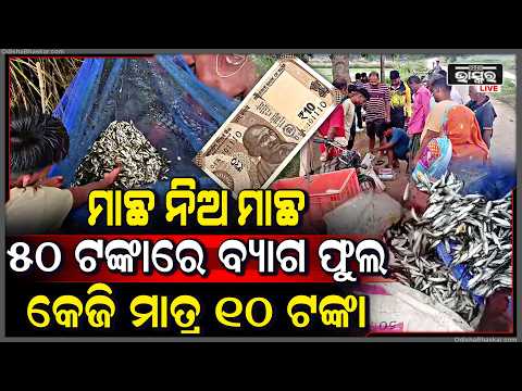 ବନ୍ୟା ପାଣି ଛାଡ଼ିବା ପରେ ଜାଲରେ କ୍ୱିଣ୍ଟାଲ କ୍ୱିଣ୍ଟାଲ ମାଛ, ମାତ୍ର ୧୦ଟଙ୍କାରେ  ବୋହି ନେଉଛନ୍ତି ଗ୍ରାହକ
