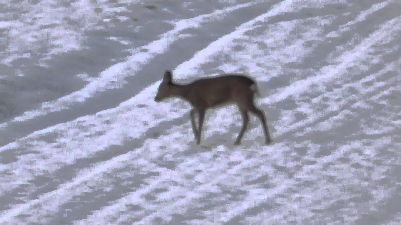 Panasonic HCV 550 zoom test handhold 50x 90x YouTube