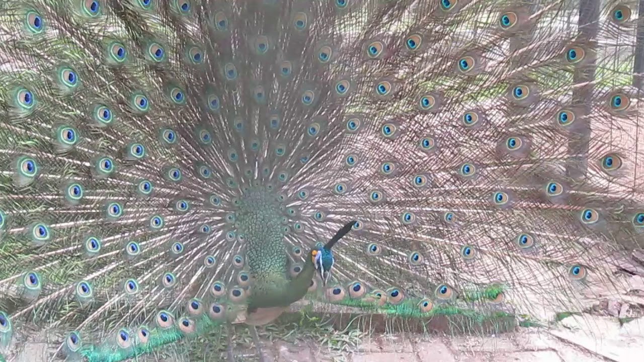 Wow Indahnya Bulu Burung Merak Youtube