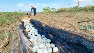 top video fishing - a fisherman skills pick eggs a lots of duck in the tree stump near road