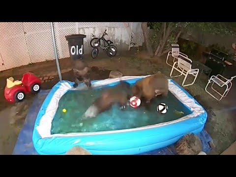 Bears Have Themselves a Pool Party || ViralHog