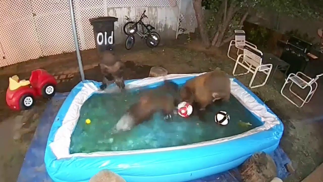 Bears Have Themselves a Pool Party || ViralHog - YouTube