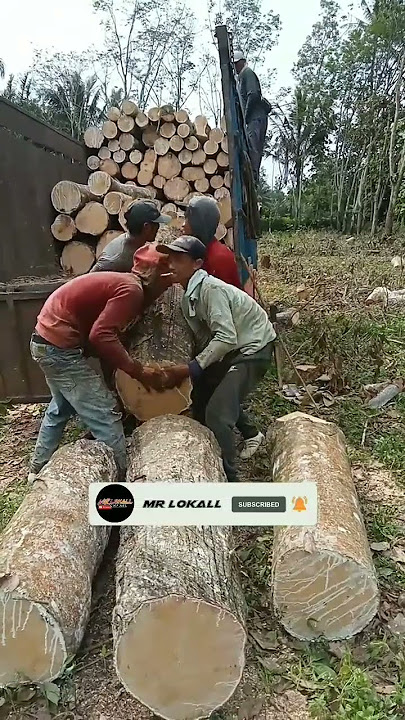 kuli baru angkat kayu besar bersama‼️