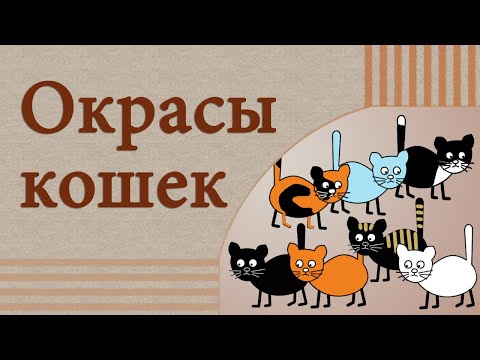 Кто такие черепахи и какого цвета белый кот на самом деле. Окрасы кошек: просто о генетике.