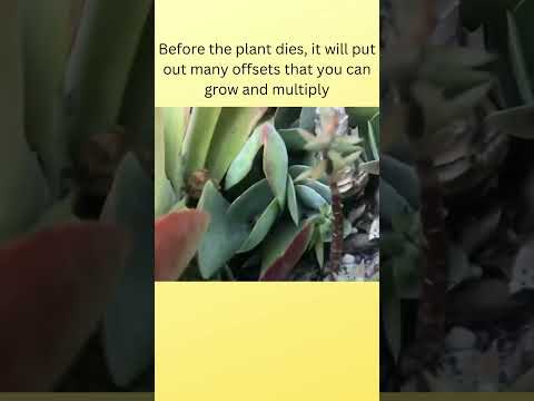 Video: Monocarpic Succulents Cov Lus Qhia - Dab tsi yog Monocarpic Succulents